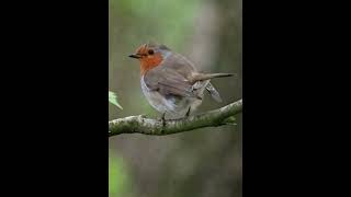 Exploring the Rainford Nature Reserve near Liverpool UK with my Olympus OM1 and 100400mm M Zuiko [upl. by Nalyd]