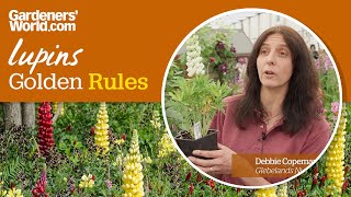 Caring for lupins  Golden Rules [upl. by Olfe]