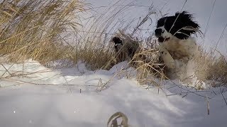 Field Bred English Springer Spaniel [upl. by Einama]