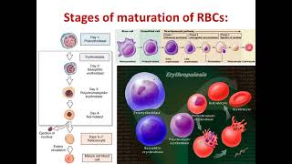 Physiology Functions of erythrocytes amp erythropoiesis [upl. by Durwood]