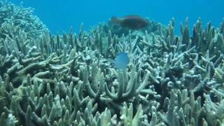 Tansania schnorcheln Sansibar Insel Chumbe Island  Tanzania snorkeling Zanzibar [upl. by Yreffej959]