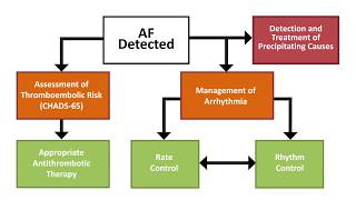 Afib Prevention of Stroke in AFib and Atrial Flutter [upl. by Tichon]