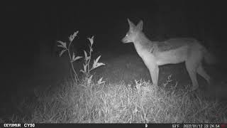 Ol Pejeta Kenya camera trap footage 2023 [upl. by Rabah]