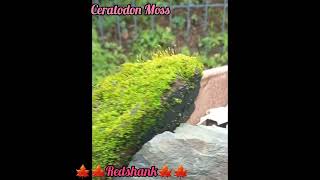 Fire Moss 🍁 Ceratodon purpureus  Red Shank  Ceratodon Moss  Tansa Reserve Forest [upl. by Ahola]