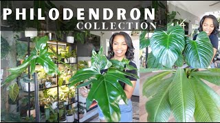 My Top Picks MustHave Philodendrons for Plant Lovers [upl. by Uriia]