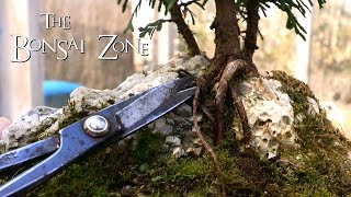 Pruning Three Different Cedar Bonsai Part 1 The Bonsai Zone April 2020 [upl. by Nnairb]