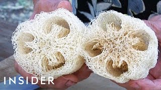 How Luffa Sponges Are Made [upl. by Emina]