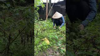 Wormwood plant shortvideo nature farming satisfying harvest vegetables shorts [upl. by Anauqes]