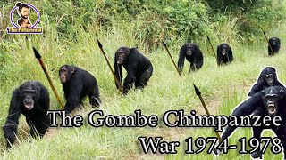 What does the Gombe Chimpanzee War say about our past  The Gombe Chimpanzee War 19741978 [upl. by Thorstein]