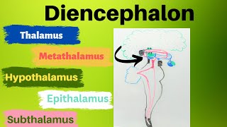 Diencephalon [upl. by Kwasi804]