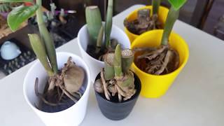 Soil and Water Propagation of Zz Plant Stem Cutting [upl. by Forkey]