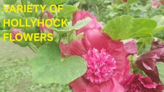 Happiness and Joy Purity and Innocence Hollyhocks Represents [upl. by Tirrell713]