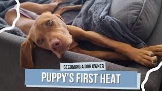 Guide to a Puppys First Heat What to Expect and How to Care for Your Dog [upl. by Jala]