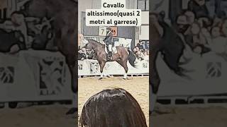 horse cavalli fieracavalliverona2024 cavallo altissimo quasi 2 metri al garrese [upl. by Boulanger]