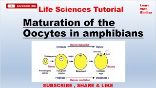 Maturation of oocytes in Amphibians  Developmental Biology  Resumption of Meiosis  Oogenesis [upl. by Lia]