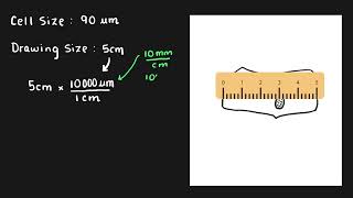 Biological Drawing  Scale Bar and Magnification [upl. by Ttocs]