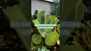 Kalanchoe thyrsiflora  Acesse o post completo wwwterrariosesuculentascombr [upl. by Aivilo230]