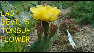 Last Devils Tongue Cactus Flower of 2024 🌵🌵🌵 [upl. by Klein40]