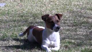 Jack Russell Terrier playing and jumping [upl. by Sivraj]