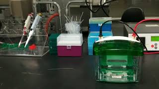 Introduction to Polyacrylamide gel electrophoresis PAGE for Oligonucleotides [upl. by Ycal]