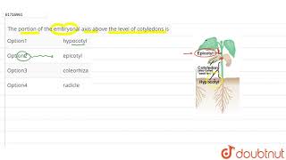 The portion of the embryonal axis above the level of cotyledons is [upl. by Margreta]