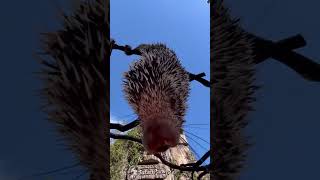 Hangout with a prehensiletailed porcupine shorts [upl. by Bokaj]