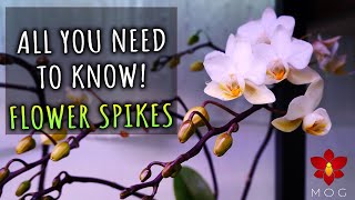 Phalaenopsis Orchids  Cutting spikes getting new blooms amp more Orchid Care for Beginners [upl. by Gariepy52]