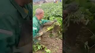 Broad bean harvesting process Good tools and machinery can increase work efficiency [upl. by Aikas371]