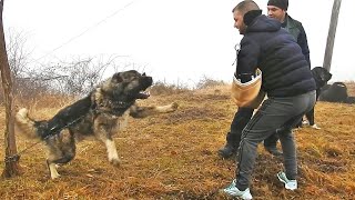 CEL MAI PERICULOS CIOBANESC CARPATINLA OVIDIU CRISTINOIU LA BERTEA AM RAMAS IMPRESIONATI [upl. by Ylesara30]