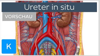 Harnleiter Lage und umgebende Strukturen Vorschau  Kenhub [upl. by Ysirhc]