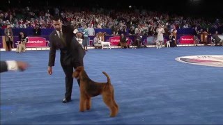 Airedales  Terrier Group Eukanuba 2015 GCH CH Wildside Windancer [upl. by Wycoff]