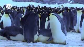 Pinguins Undercover  de bloopers [upl. by Peria845]