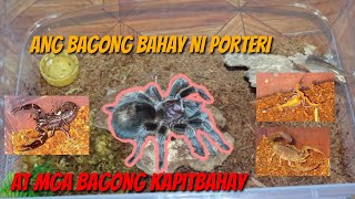 Grammostola Porteri  REHOMING  May mga bagong kapitbahay  vlog 4 [upl. by Mchenry]