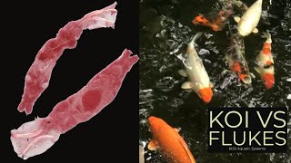 Koi vs Flukes How I Control These Common Parasites [upl. by Limbert]