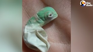 Baby Chameleon Hatches Then Changes Color  The Dodo [upl. by Ancelin]