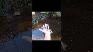 Pickerel fishing in a ditch fishing shorts creekfishing creek [upl. by Natanoy12]