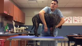 VTI  FW Lateral Recumbency amp Saphenous Venipuncture  Canine [upl. by Haile163]