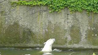 Polar Bear Katjuscha in Zoo Berlin plucking leaves [upl. by Erdnoid]