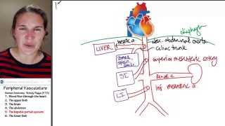 Circulation 5 Hepatic portal system [upl. by Atiuqcaj]