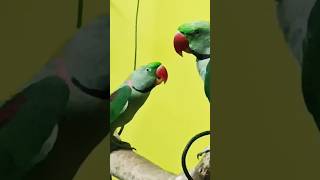 English Bolne Wala Parrot  talking parrot in hindi 🚀🚀 👑 birds speaking parrottalking shorts [upl. by Doscher]