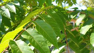 Ailanthus altissima pajasan žláznatý [upl. by Bork]