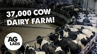 Huge scale dairy farming at Fair Oaks Farms [upl. by Neehsar499]