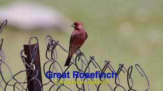 Wildlife of Leh District Ladakh [upl. by Aikemet]