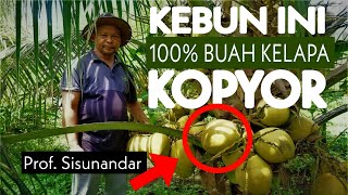 4 Hektar Kebun Kelapa Kopyor Terluas di Banyumas 700 Pohon Buah Kelapa Paling Enak Berharga Mahal [upl. by Gwenette]