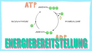 Energiebereitstellung  ATP Adenosintriphosphat Resynthese  Einstieg [upl. by Nnaylrebmik]