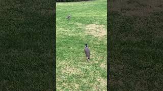 Vociferous Masked Lapwings  Louder Than Ever 📢😂 australianbirds [upl. by Ziwot]