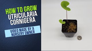 Utricularia Cornigera Grow Guide [upl. by Hayarahs]