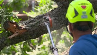 Crews clearing downed trees from front yards after North Texas storm [upl. by Igor]