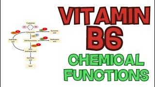 VITAMIN B6  CHEMICAL FUNCTIONS  PYRIDOXAL PHOSPHATE PLP [upl. by Arreis64]