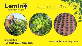 Seedless Lemon Farming बिना बीज के नीम्बू की खेती by Lemino Agro [upl. by Hayalat]